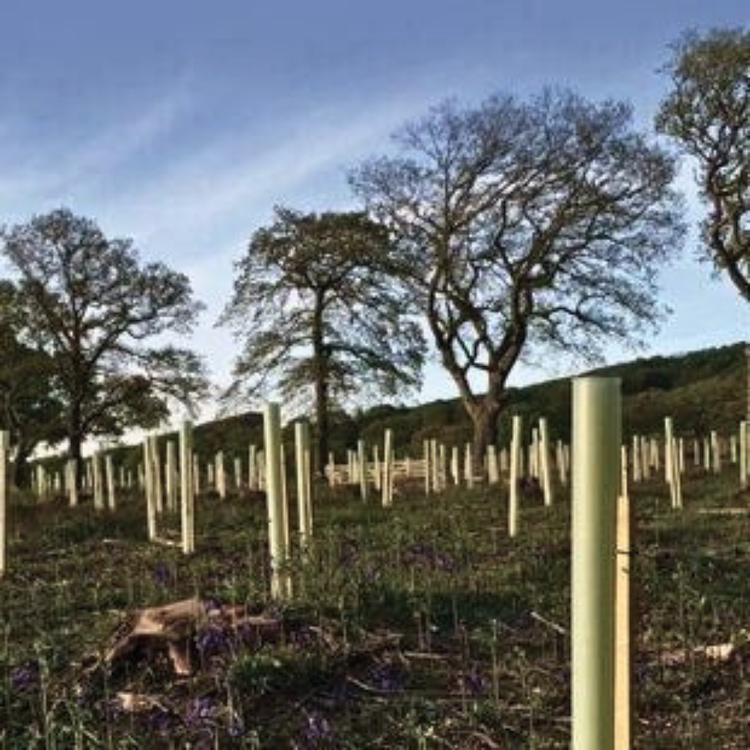 Tree Protection