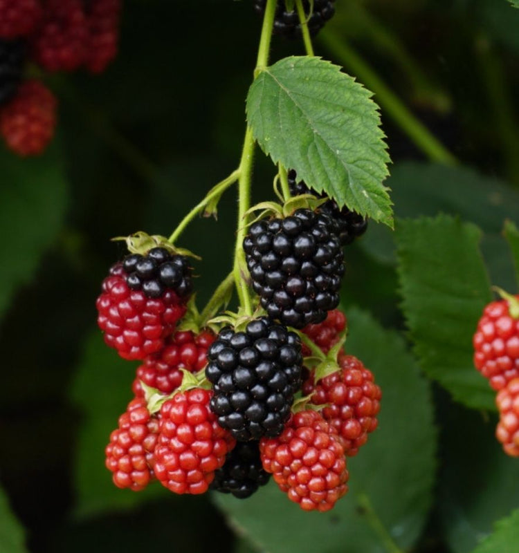 UK Native Shrubs
