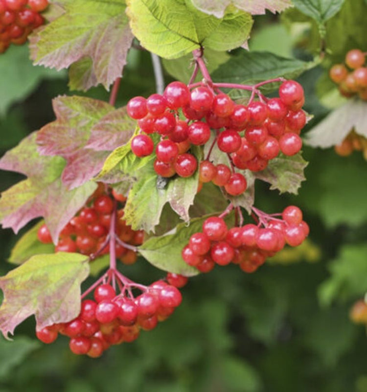 Viburnum Shrubs
