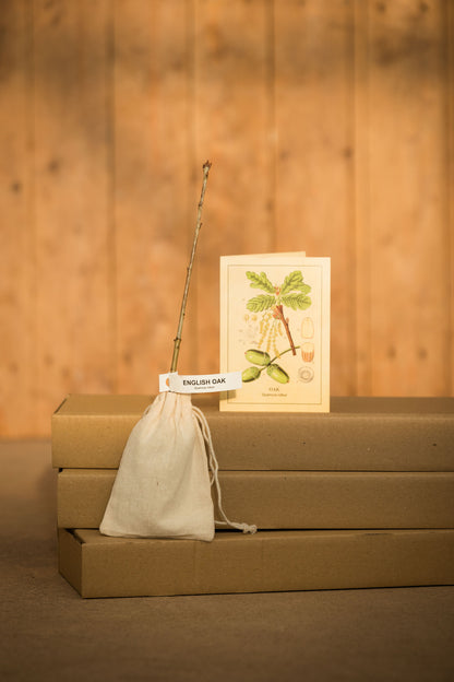 HAZEL – THE TREE OF WISDOM