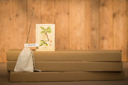 HAZEL – THE TREE OF WISDOM