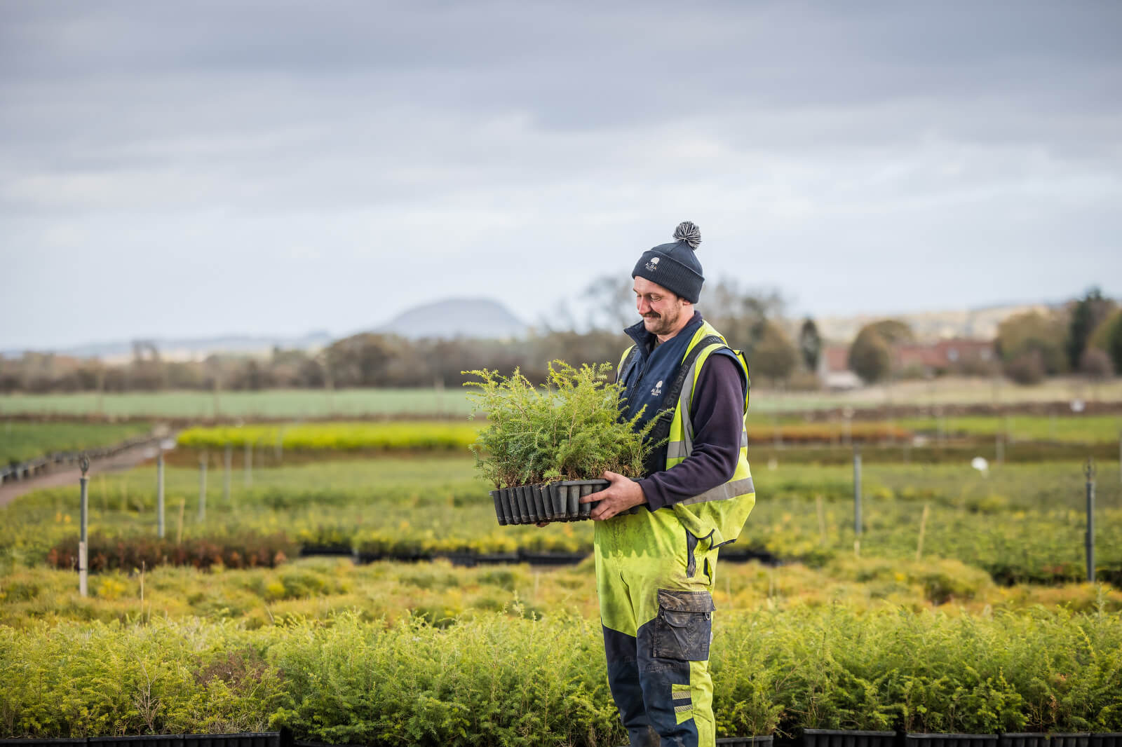 43 Trees Products – Alba Trees