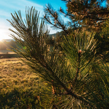 Austrian Pine (Pinus Nigra)