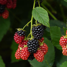 Bramble (Rubus Fruticosus Agg.)