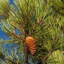 Maritime Pine (Pinus Pinaster)