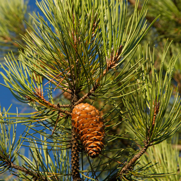 Maritime Pine (Pinus Pinaster) – Alba Trees