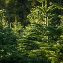 Nordmann Fir (Abies Nordmanniana)