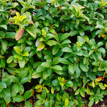 Oval Leaved Privet (Ligustrum Ovalifolium)