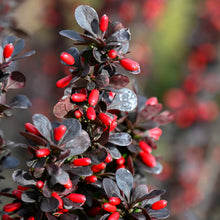 Purple Barberry (Berberis Thunbergii f. Atropurpurea)