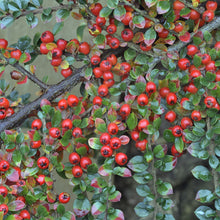 Rockspray Cotoneaster (Cotoneaster Horizontalis)