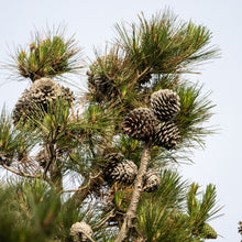 Stone Pine (Pinus Pinea)