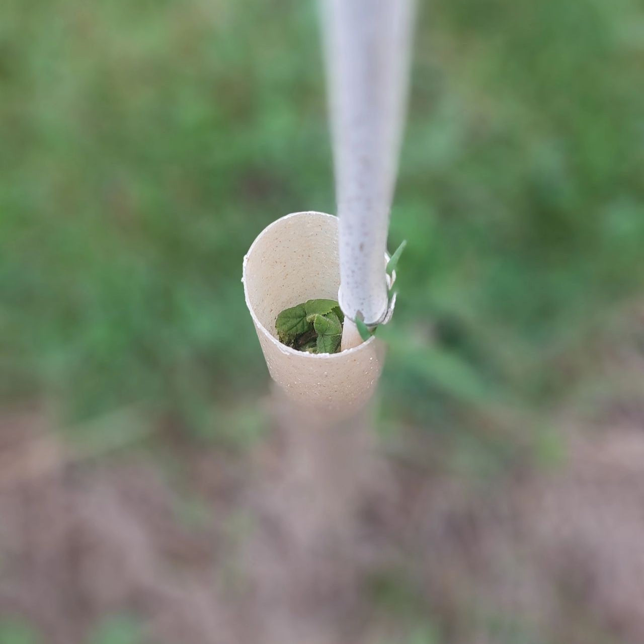 TERRA 60cm Biodegradable Tree Wrap Guard