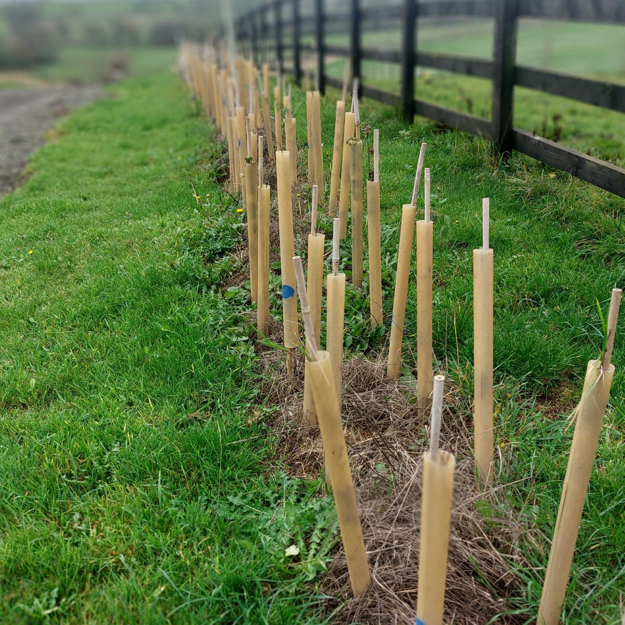 TERRA 60cm Biodegradable Tree Wrap Guard
