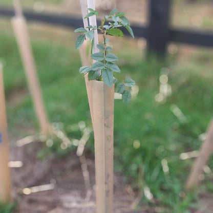TERRA 60cm Biodegradable Tree Wrap Guard