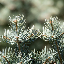 White Fir (Abies Concolor)
