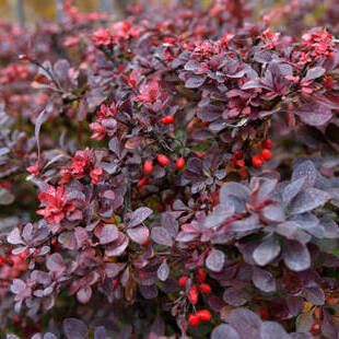 Berberis thunbergii Atropurpurea