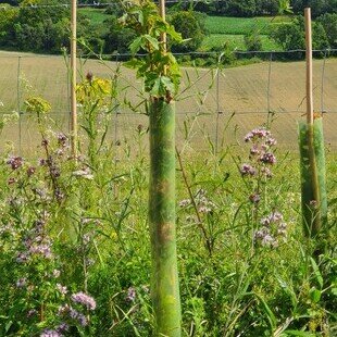 Bio Spiral Guard 60cm