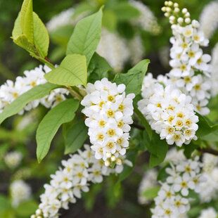 Bird Cherry (Prunus padus)