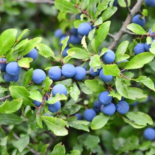 Blackthorn (Prunus spinosa)