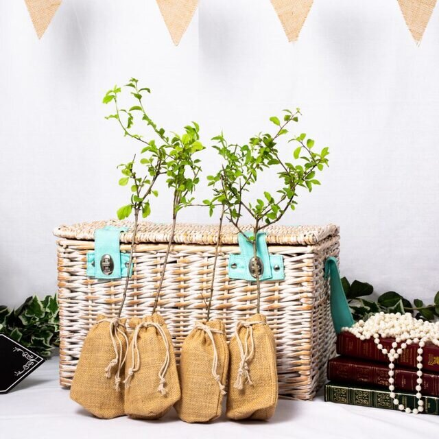 BLACKTHORN – WEDDING FAVOUR