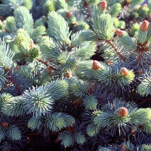 Blue Spruce (Pinus pungens glauca)
