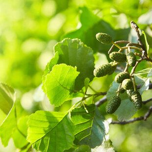 Common Alder (Alnus glutinosa)