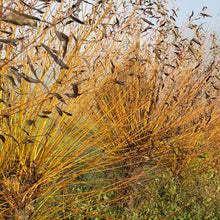 Common Osier (Salix viminalis)
