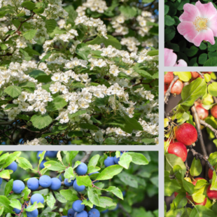 Countryside Stewardship Hedging Pack BN11