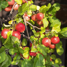 Crab Apple (Malus sylvestris)