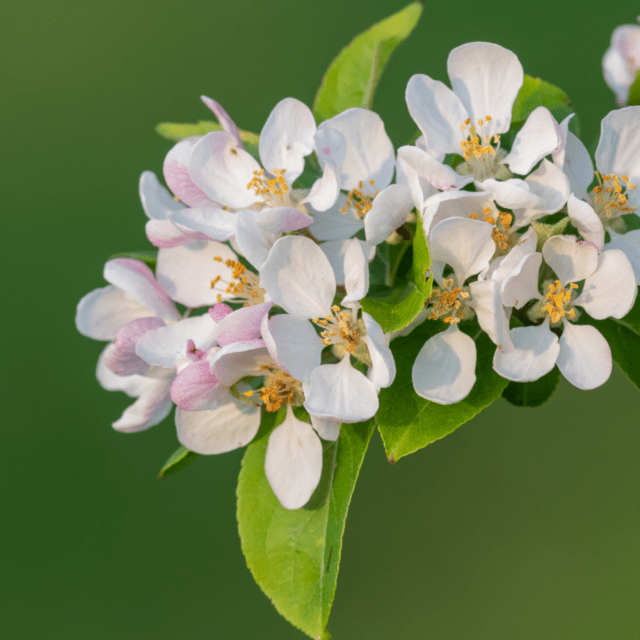 CRAB APPLE - THE TREE OF LOVE