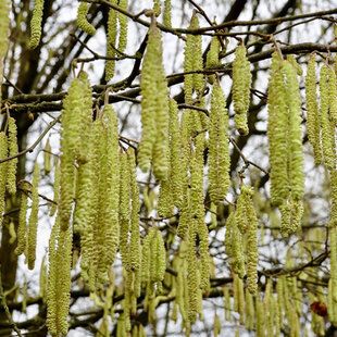 Crack Willow (Salix fragilis)