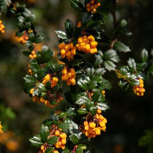 Darwin's Barberry (Berberis darwinii)