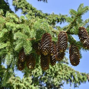 Douglas Fir (Pseudotsuga menziesii)