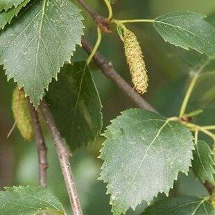 Downy Birch (Betula pubescens)