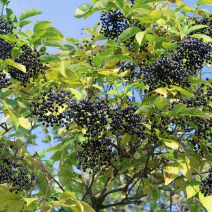 Elder (Sambucus nigra)