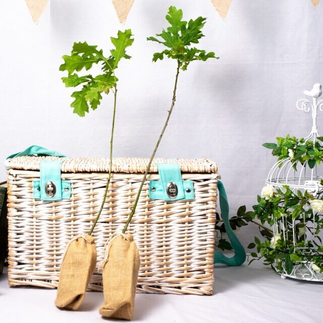 ENGLISH OAK – WEDDING FAVOUR