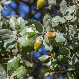 Evergreen Oak (Quercus ilex)
