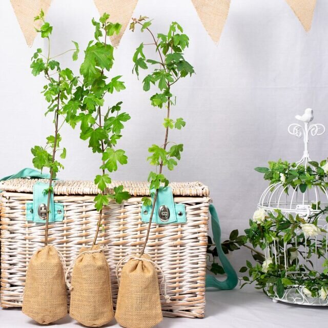 FIELD MAPLE – WEDDING FAVOUR