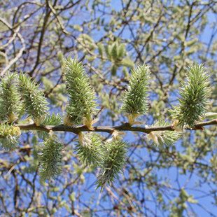 Goat Willow (Salix caprea)