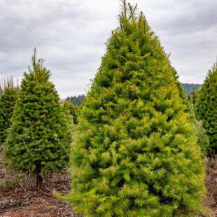 Grand Fir (Abies grandis)