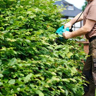 Green Beech (Fagus sylvatica)