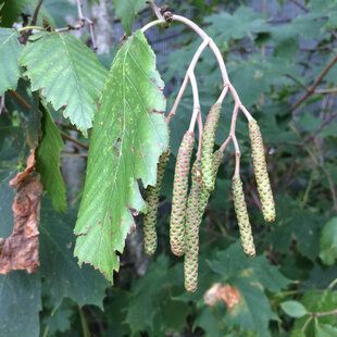 Grey Alder (Alnus incana)