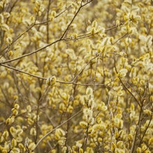 Grey Willow (Salix cinerea)