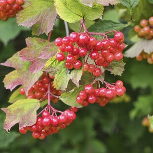 Guelder Rose (Viburnum opulus)