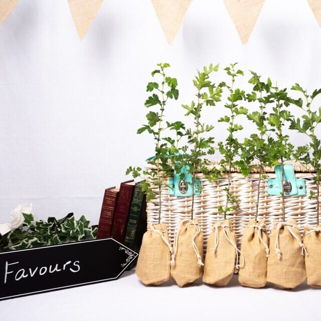 HAWTHORN – WEDDING FAVOUR