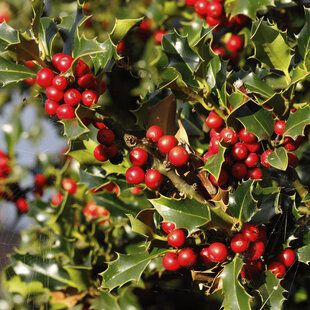 Holly Hedging Plant (Ilex Aquifolium)