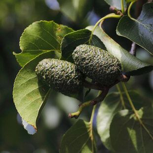 Italian alder (Alnus cordata)