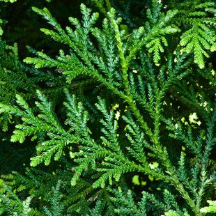 Japanese Red Cedar (Cryptomeria japonica)