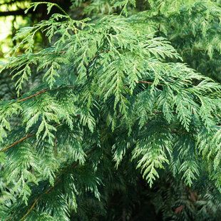 Lawson Cypress (Chamaecyparis lawsonianna)