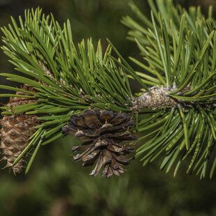 Lodgepole Pine (Pinus contorta)